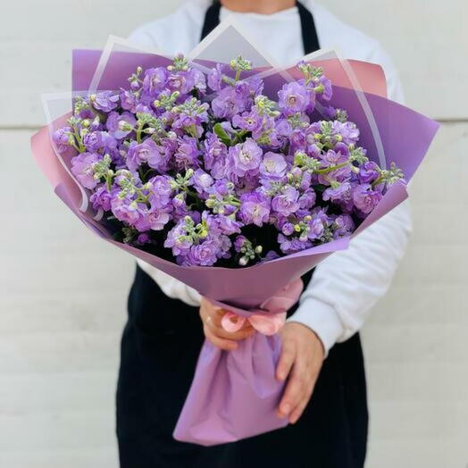 Lavender Matthiola Elegance