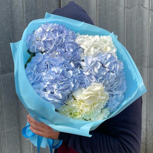 Hortensia
