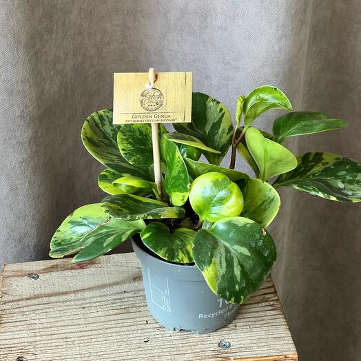 🌿Комнатное растение пеперомия цветы подарок маме, любимой девушке, женщине, жене, бабушке