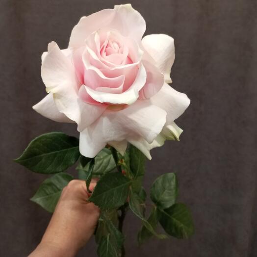 Pink mondial french rose