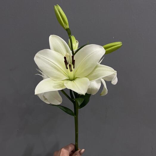 Лилия белая
