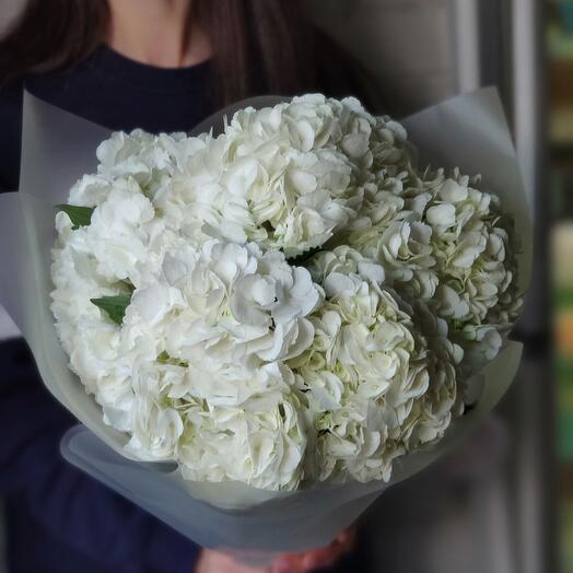 Гортензия Соло 7 (белая) Hydrangea Solo 7 (white)
