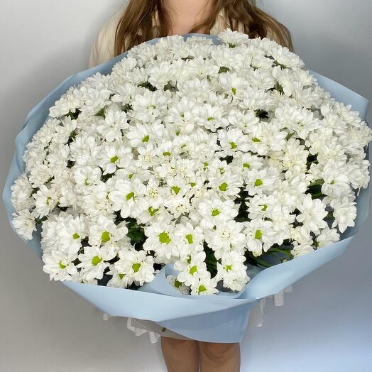Белые хризантемы