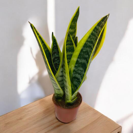 Sansevieria