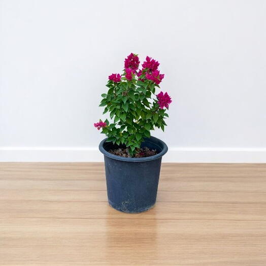 Bougainvillea – Pink Pixie-In a Beautiful White Ceramic Pot