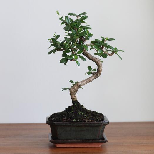 Кармона 9 лет