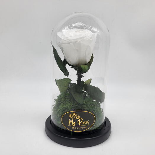 Single White Forever Rose (Small)