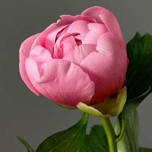 Peony Peonies