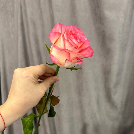 Роза джумиля