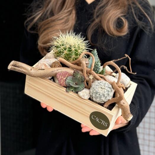 Композиция в деревянном ящике из суккулентов и кактусов