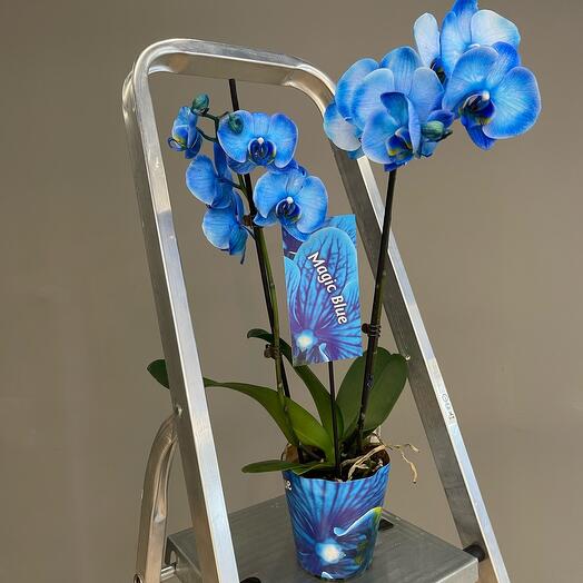 ROYAL ORCHID королевская орхидея с 2 стеблями соцветий