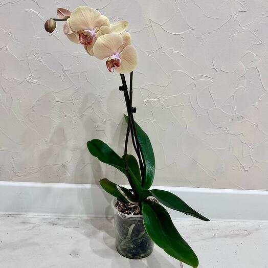 Фаленопсис Леди Мармелад Phal. Lady Marmelade (отцвел)