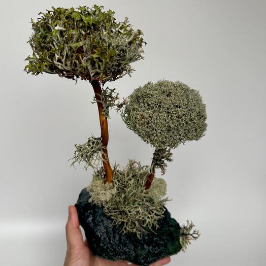 🌳 Бонсай из цетрарии "Magic Forest" на натуральном камне змеевике