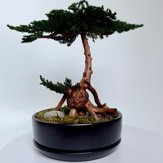 Дерево Бонсай из стабилизированного можжевельника "Umbrella pine"