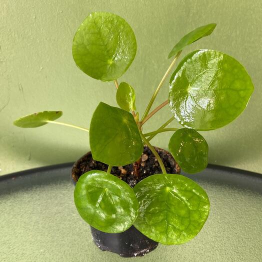 Пилея пеперомиевидная