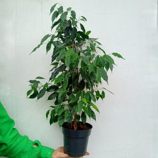 Ficus by Benjamin Daniel