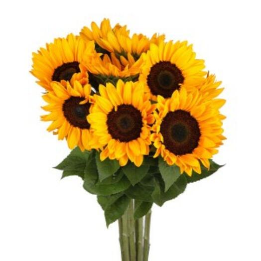 Sunflower 10pcs bouquet