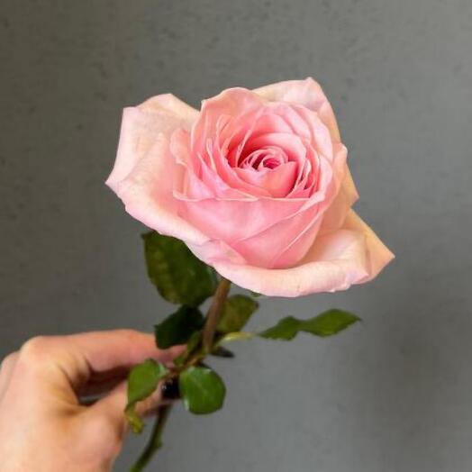 Роза Pink Ohara