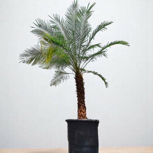Phoenix tree
