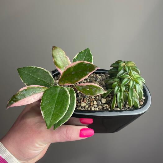 Хойя фламинго Дрим и Пеперомия Сильвер Спарк