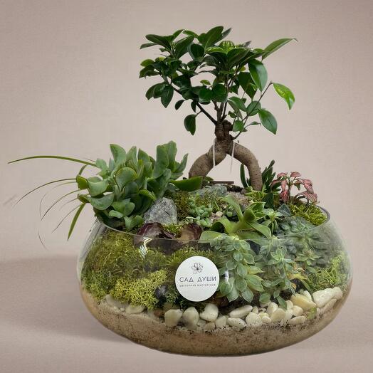 Florarium "Imperial"