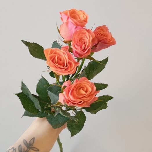 Роза кустовая оранжевая