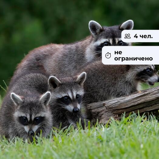 ЕНОТ и Я. Посещение мини-зоопарка