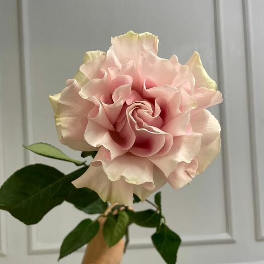 Французская кружевная роза нежно-розовая