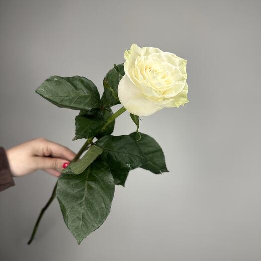 Белая высокая роза 70 см