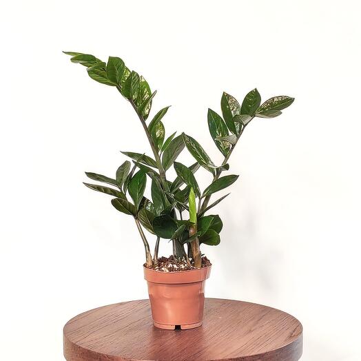 Замиокулькас средний