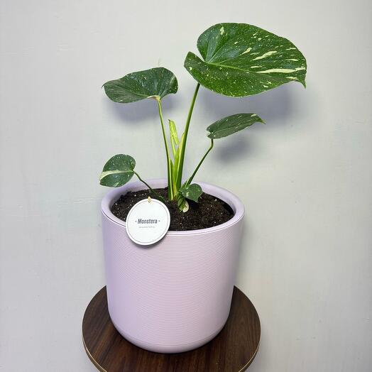 Монстера Грейд (Вариегатная)