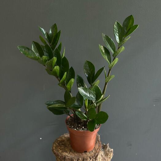 Замиокулькас (долларовое дерево)