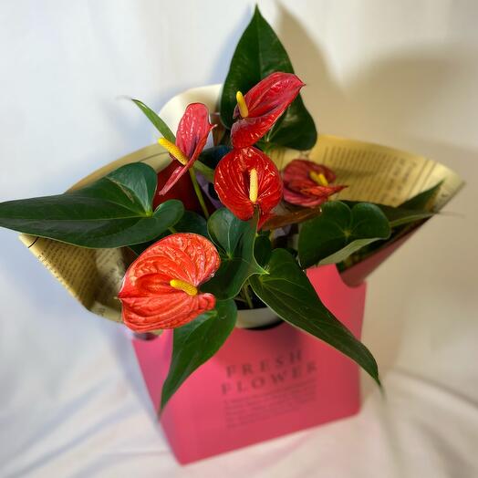 Антуриум красный в розовой сумочке