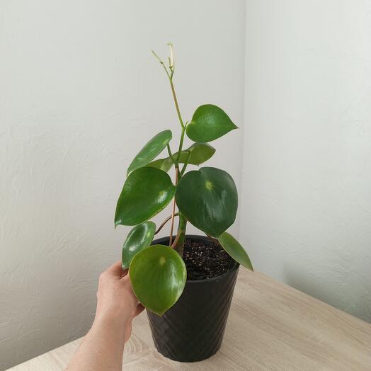 Пеперомия Рейндроп