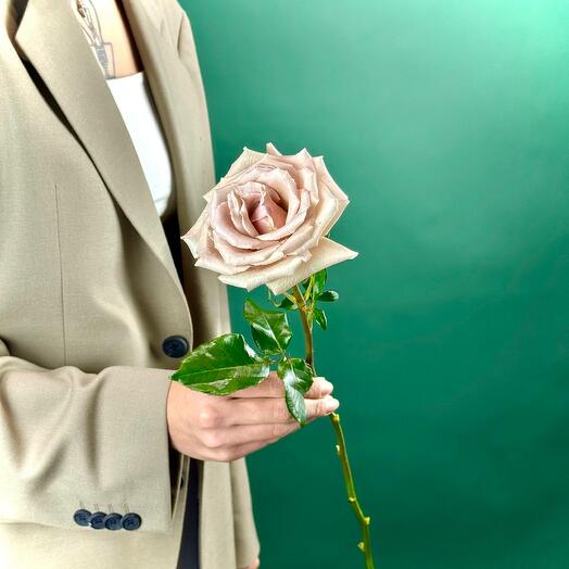 Роза Квиксенд