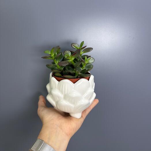 Крассула в керамическом кашпо