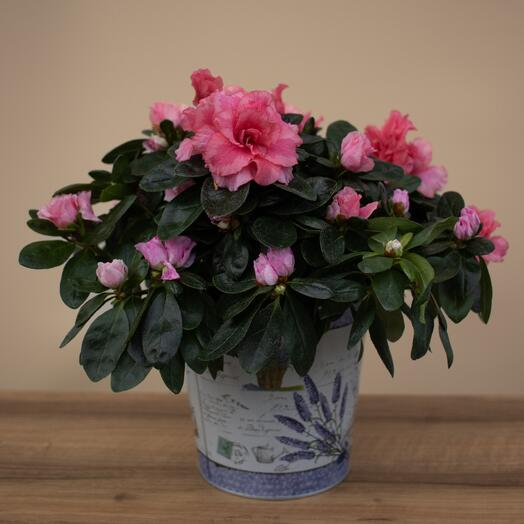 Азалия Индика