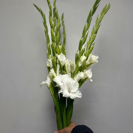 Гладиолусы белые 5 шт