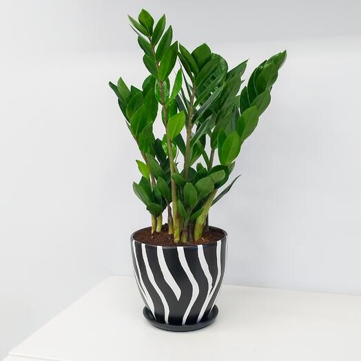 Замиакулькас в керамическом горшке "зебра"