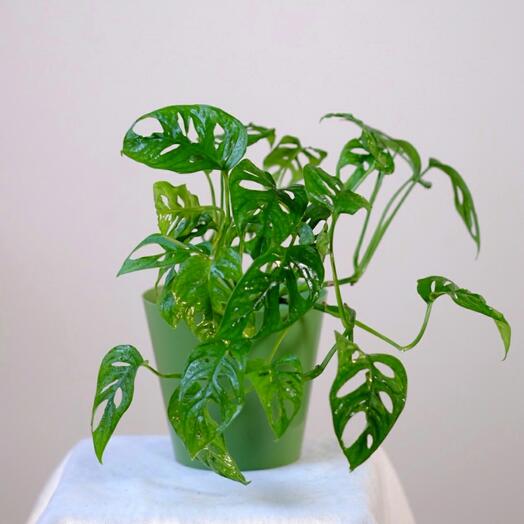 Монстера Adansoni Манки