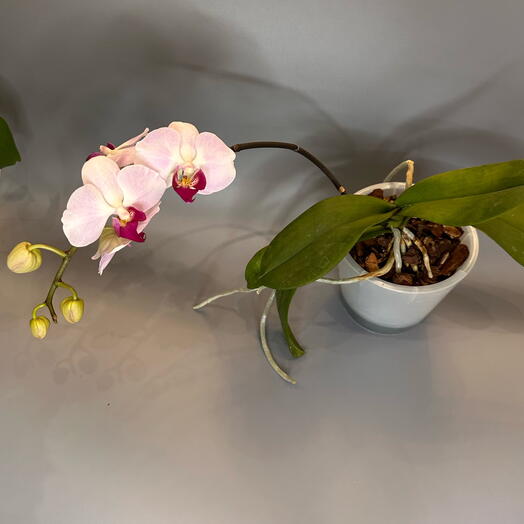 Фаленопсис (цветёт)