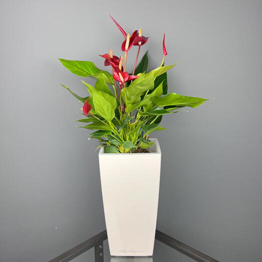 Антуриум красный миллион цветов в горшке Lechuza, высота 55см