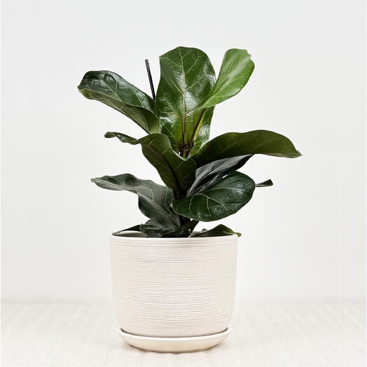 Фикус Лирата Бамбино в белом керамическом горшке с поддоном, высота 30-35см