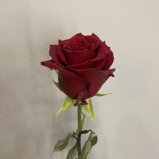 Роза эксплор 6