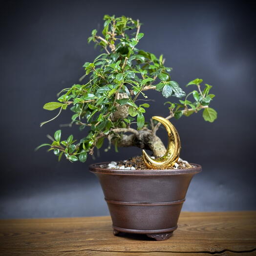 Бонсай Кармона цветущая (чайное дерево), 36см, 12 лет