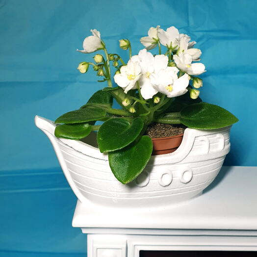 Цветущая фиалка в кашпо Корабль