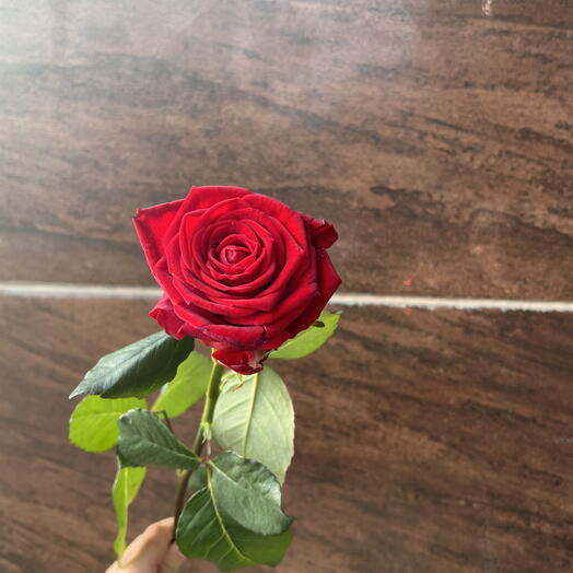 Rosa roja