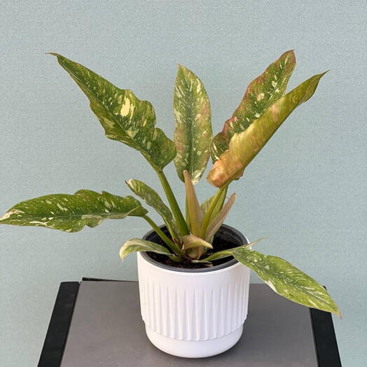 PHILODENDRON, RING OF FIRE