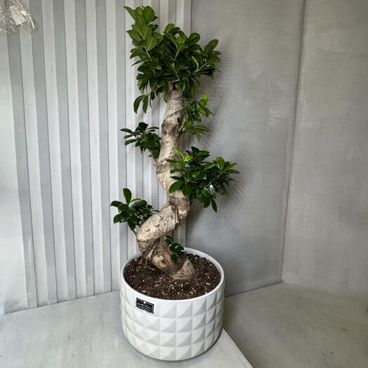 Большой бонсай Фикус Гинсенг S-ствол