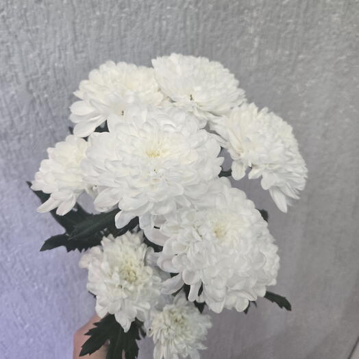 Хризантема кустовая